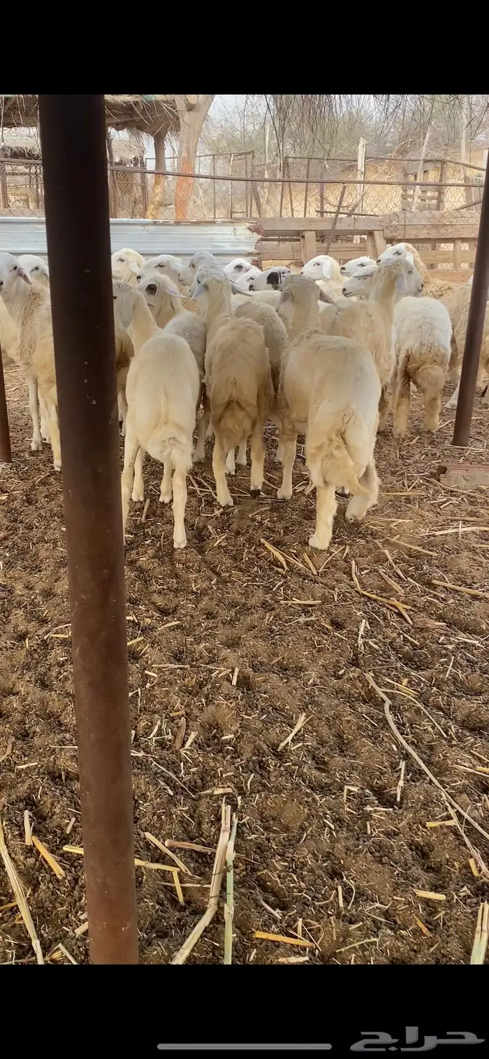 طليان ورخال ذبايح 8