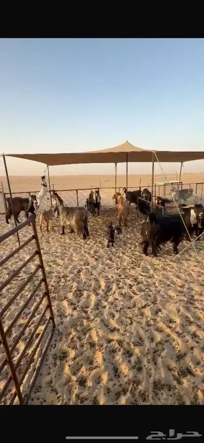 للبيع معزا طيبه 0
