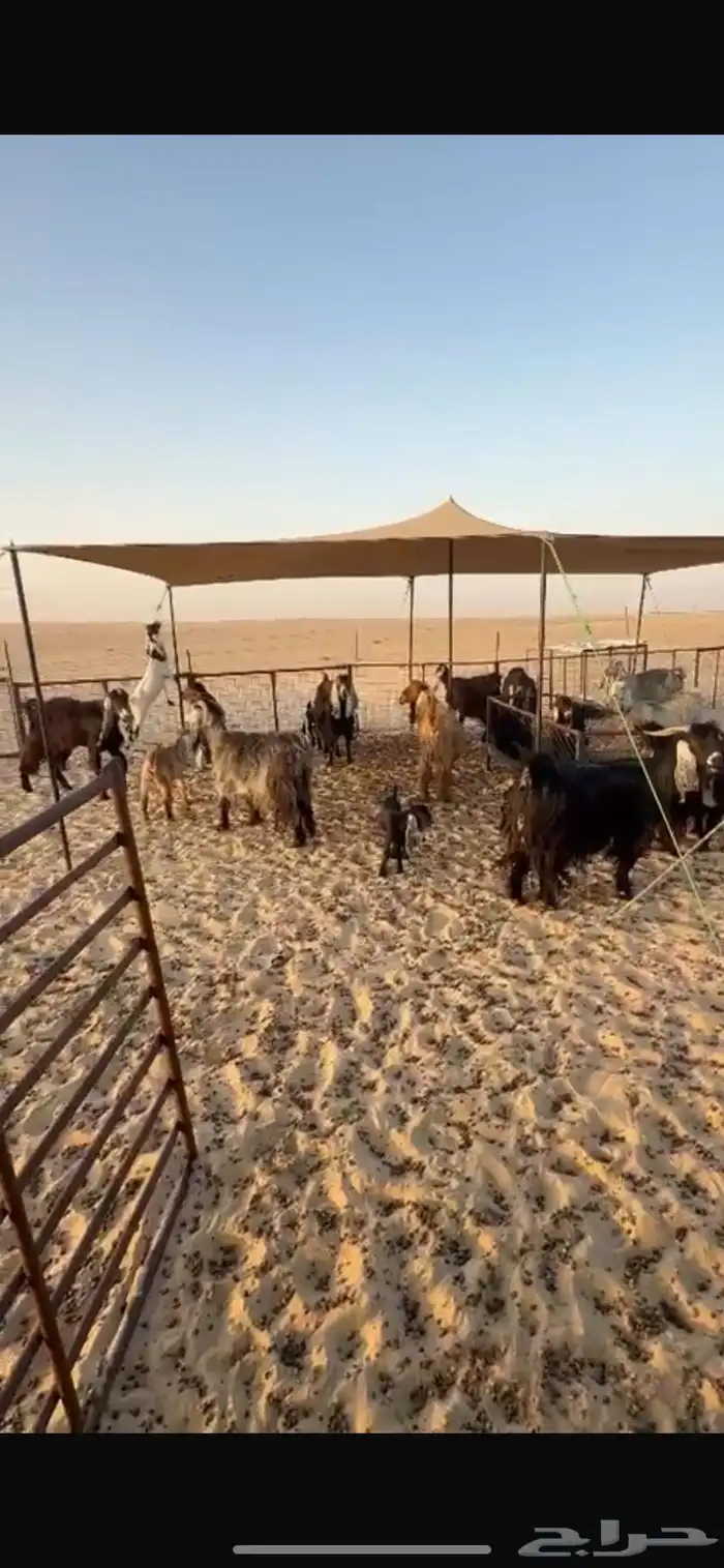 تم البيع 0