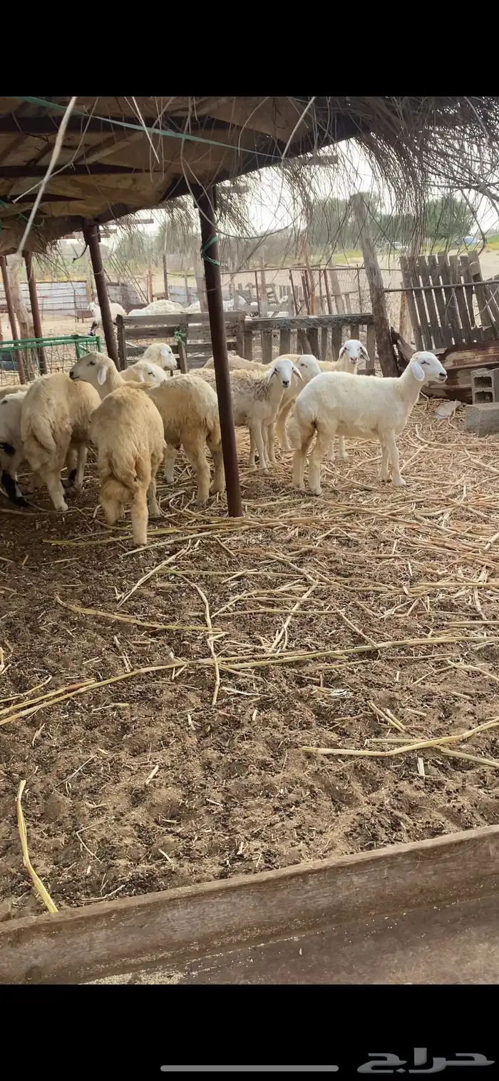 طليان ورخال ذبايح 1