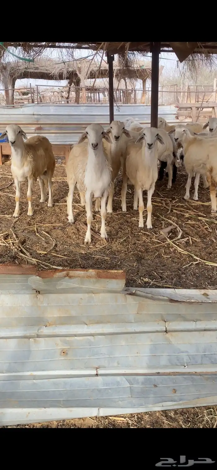 طليان ورخال ذبايح 9