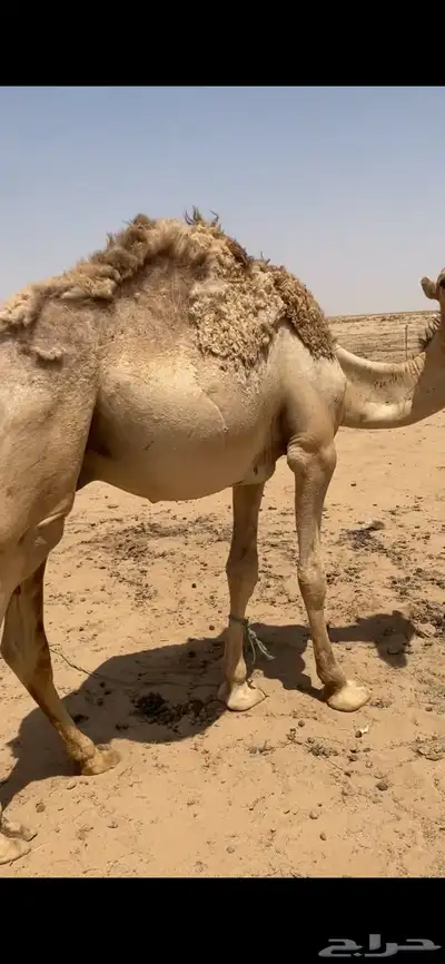قصب قعود بكره 3