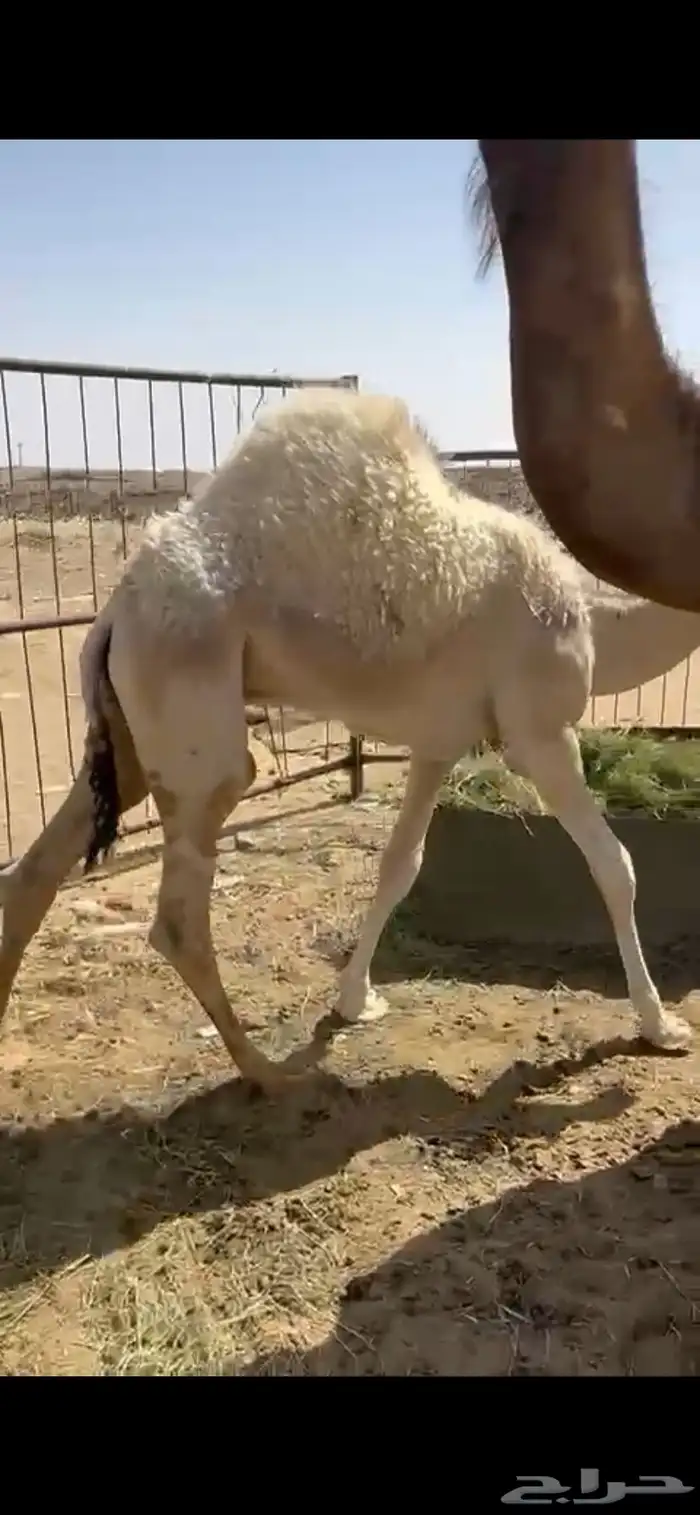 ناقه عشرا للبيع 3