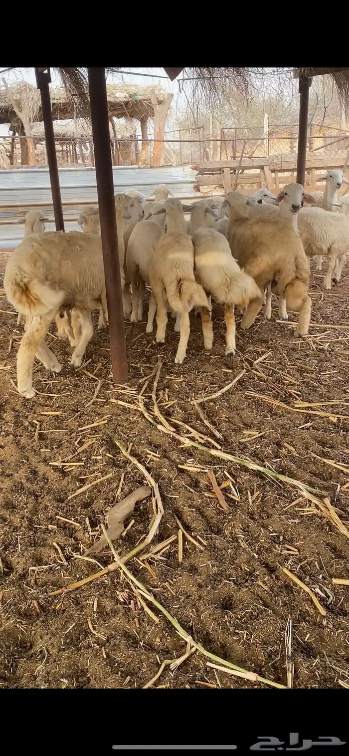 طليان ورخال ذبايح 7