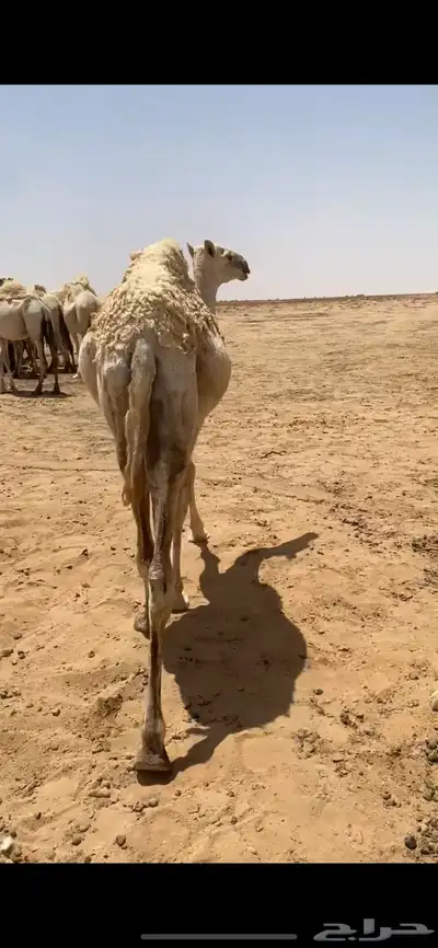 قصب قعود بكره 0