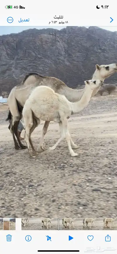 خلفه 1