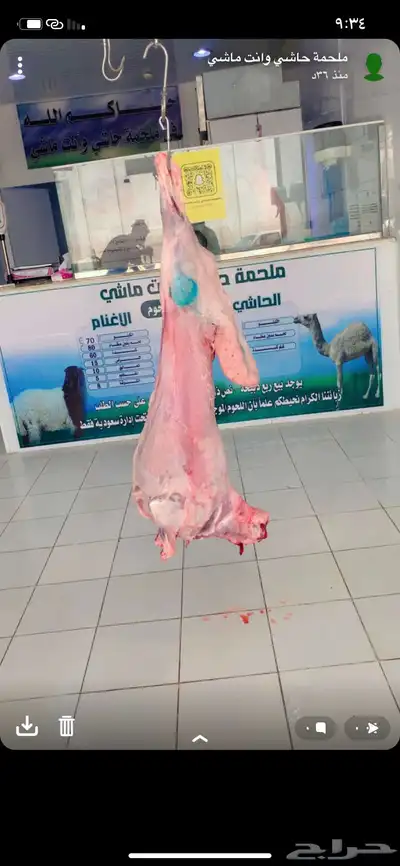 خروف بري طيب موجود بالملحمة ذبح الان 1