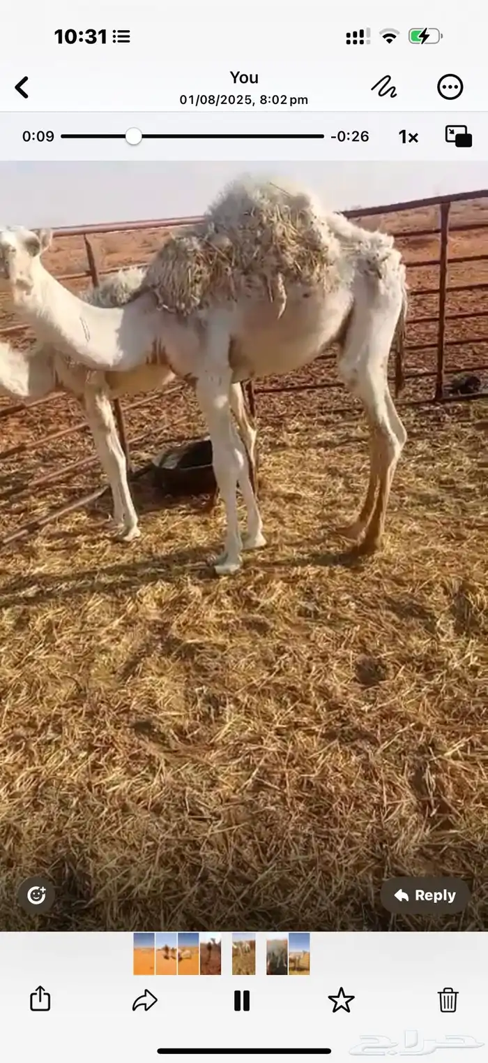 حشو بريات للبيع 3 مخاليل ومفرودين ( بكرة وقعود ) 6