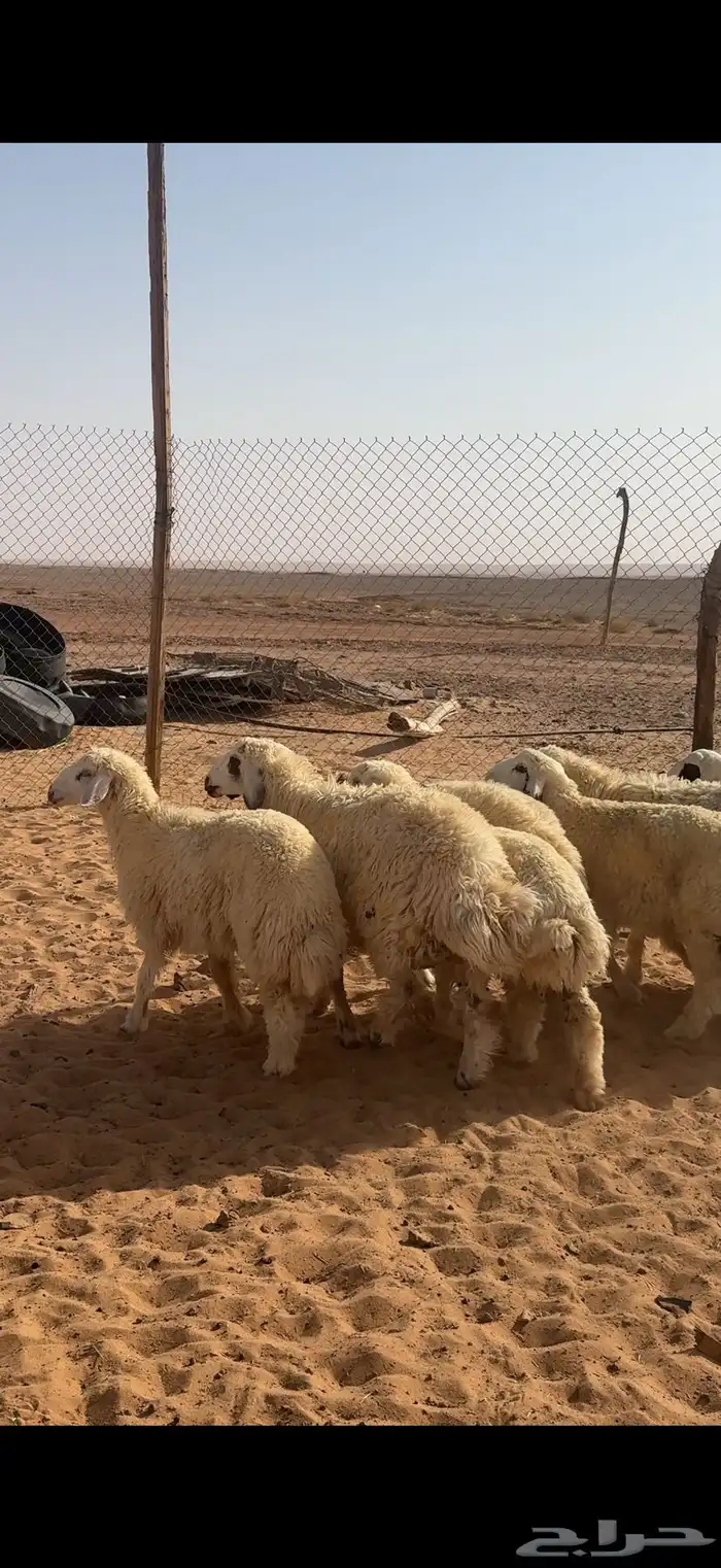 بهم 0