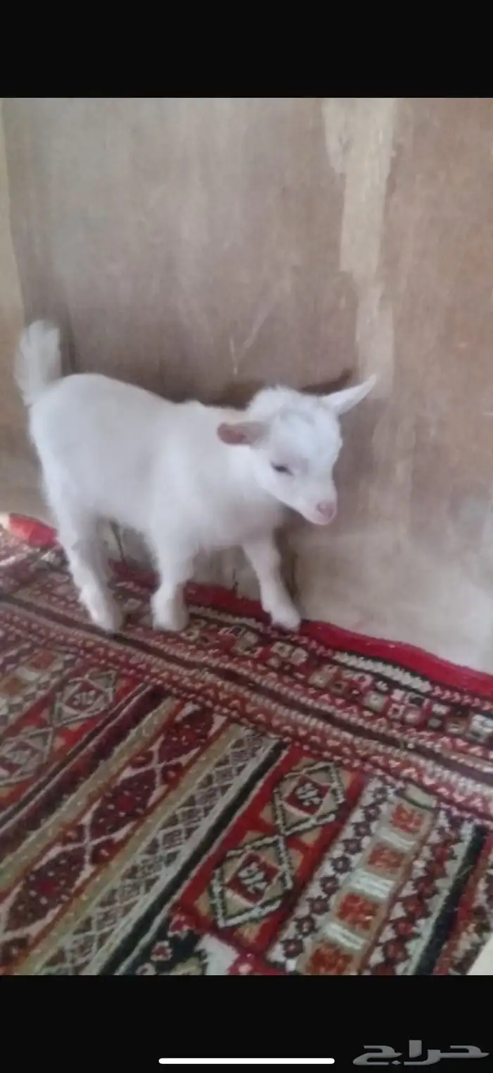 ماعز قزمي معزا قزميه 3