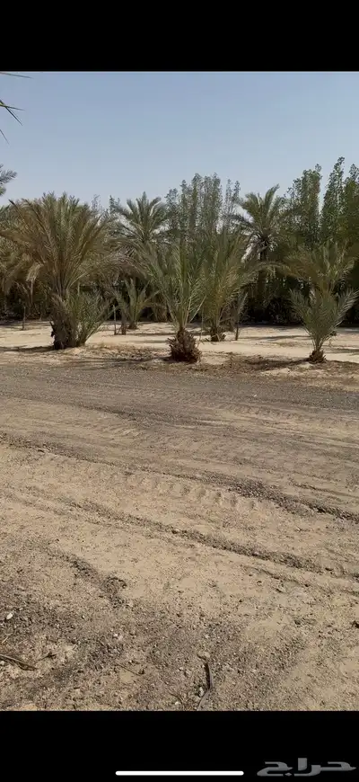 نخل للبيع 1