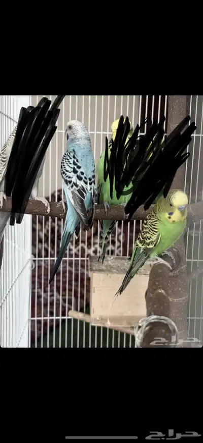 زوج باجي معه فرخ 0