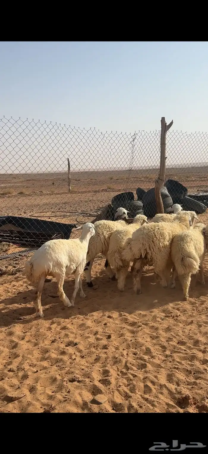 بهم 1