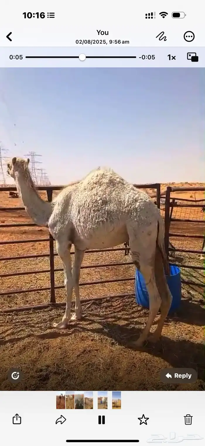 حشو بريات للبيع 3 مخاليل ومفرودين ( بكرة وقعود ) 2