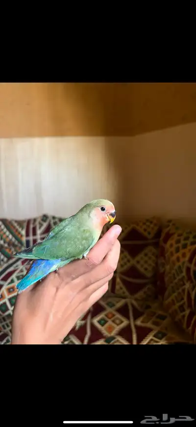 طيور روز أليفة 3