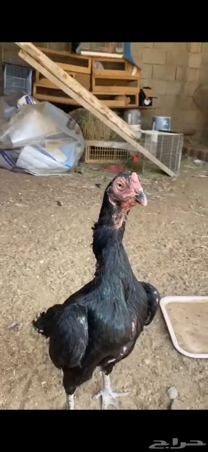 دجاج للبيع 2