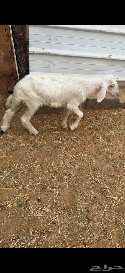 خروف اصفر للبيع 0