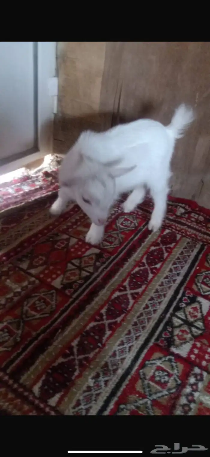 ماعز قزمي معزا قزميه 2