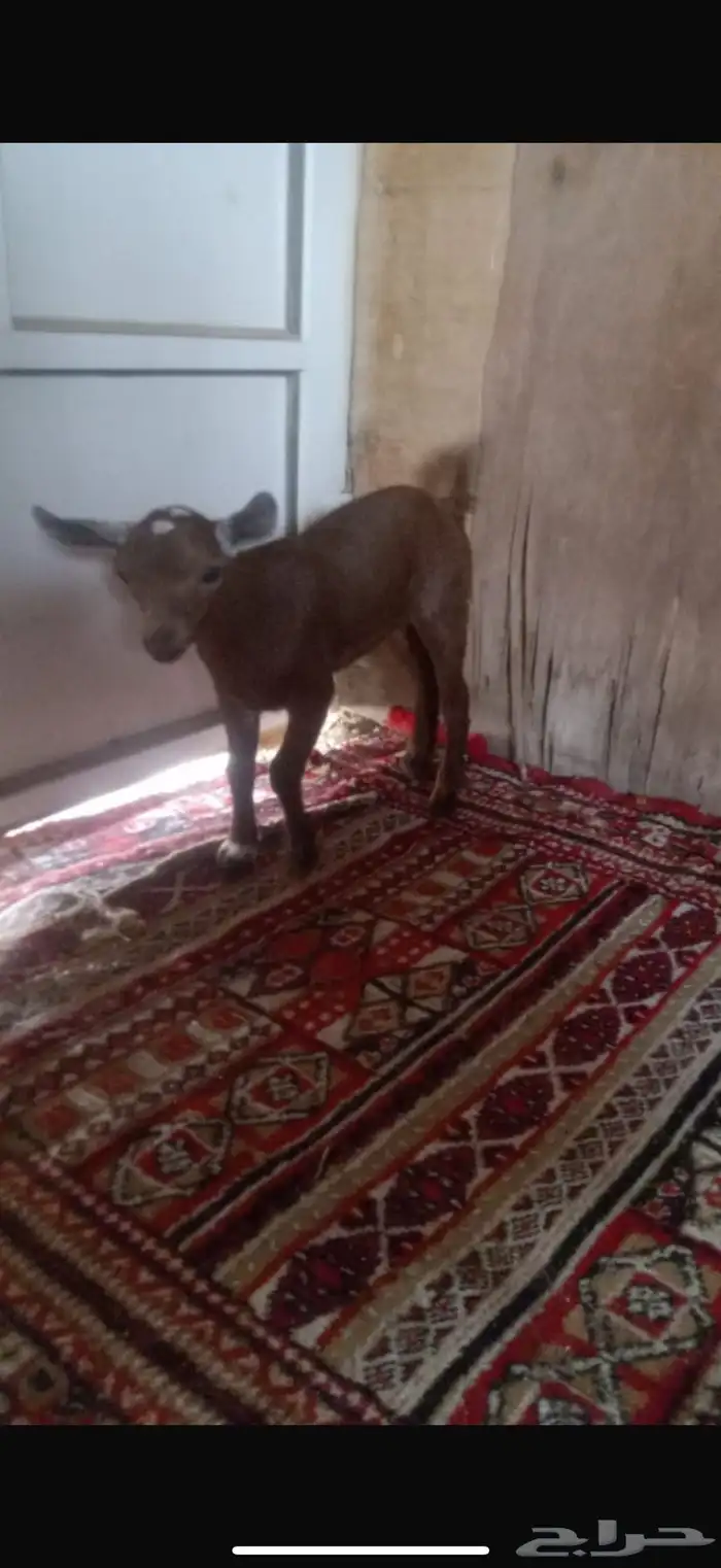 ماعز قزمي معزا قزميه 7