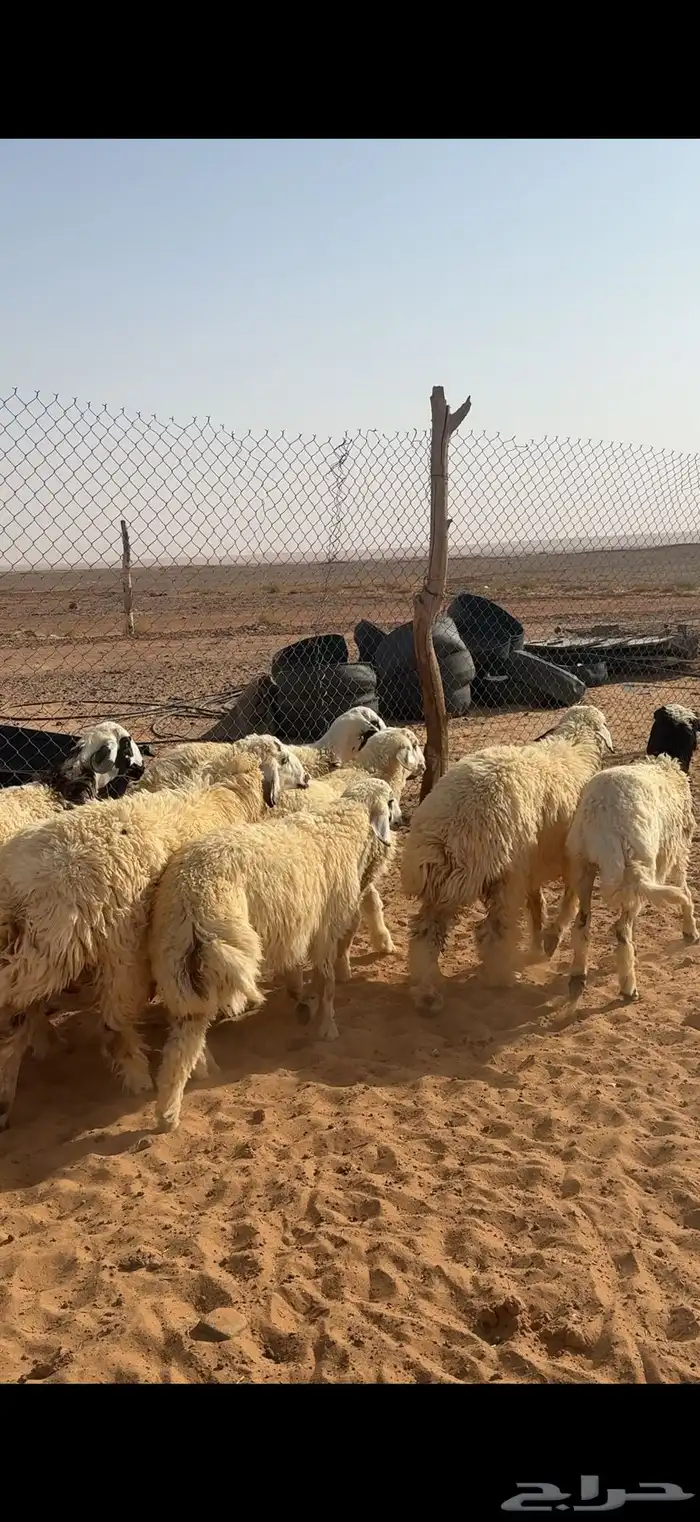 بهم 4