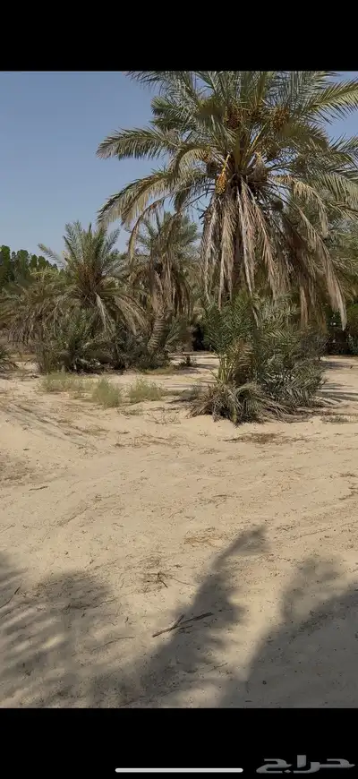 نخل للبيع 0