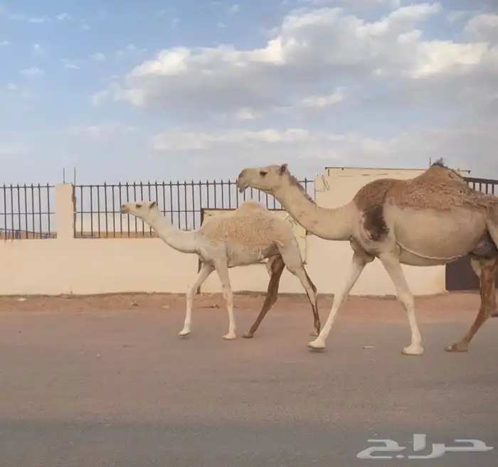 عشراء رباع معها بكره تم البيع 3