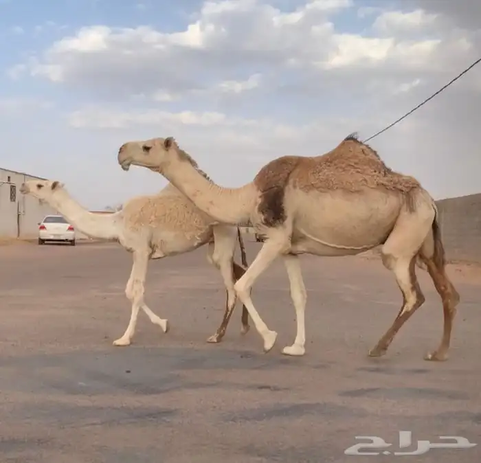 عشراء رباع معها بكره تم البيع 2