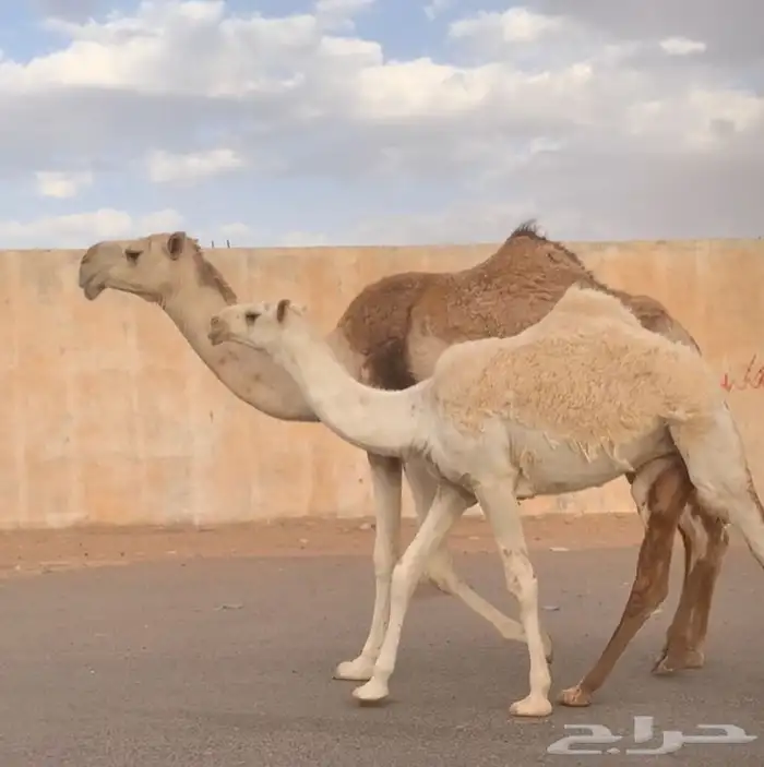 عشراء رباع معها بكره تم البيع 7
