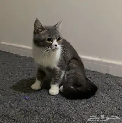تزاوج قطه 0