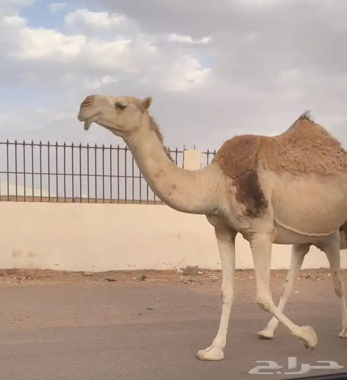 عشراء رباع معها بكره تم البيع 4