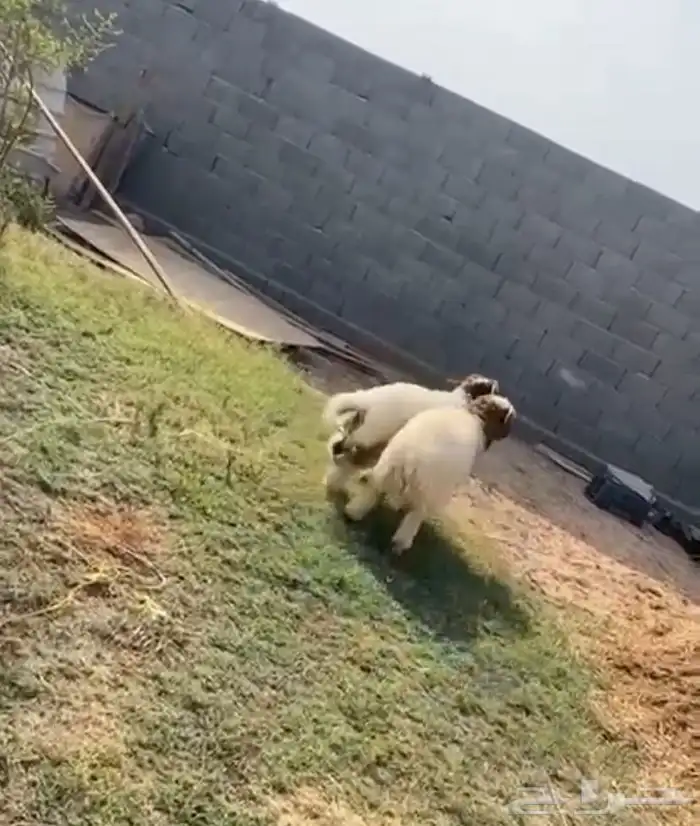 خرفان 3