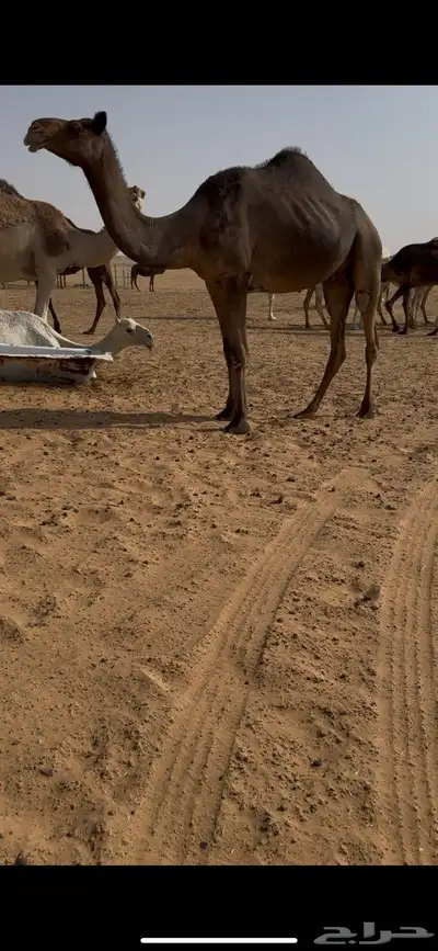 للبيع لقحات سليمه 1