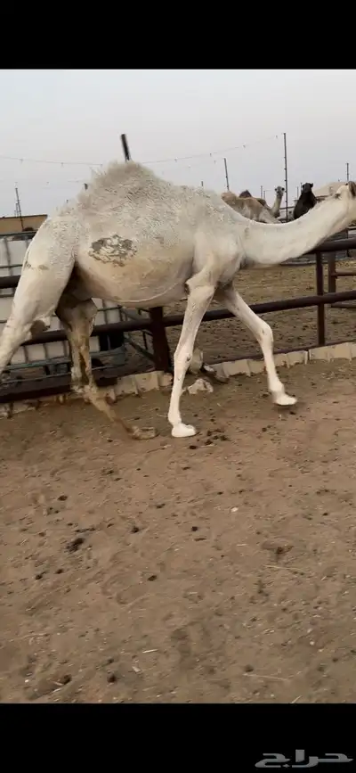 قعود قصب طيب 1