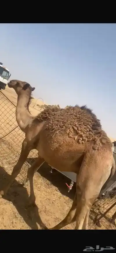 حشو قعدان للبيع 2