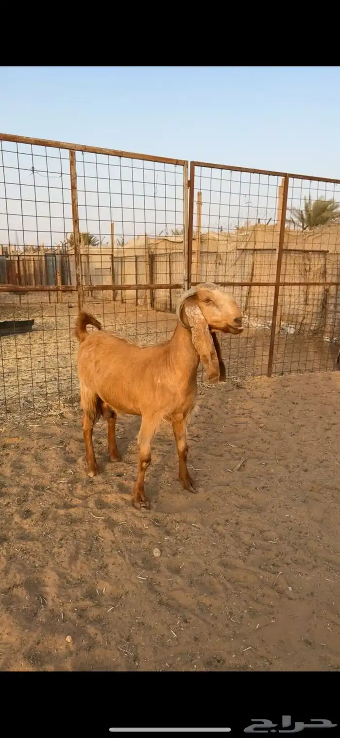 معزا دفيع تم البيع 6