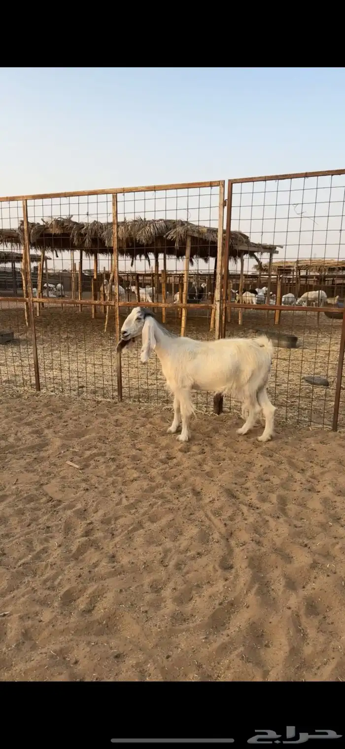 معزا دفيع تم البيع 12