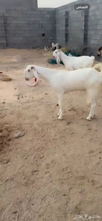 ماعز مطور وتيس مصري فاخر 8