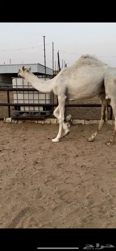 قعود قصب طيب 3