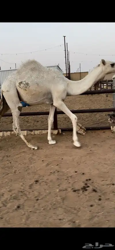 قعود قصب طيب 0