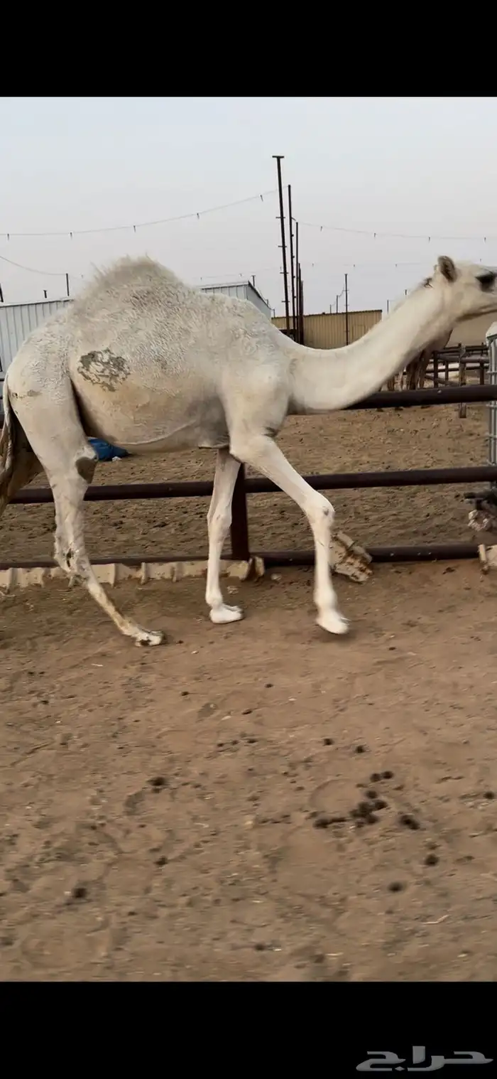 قعود قصب طيب 0