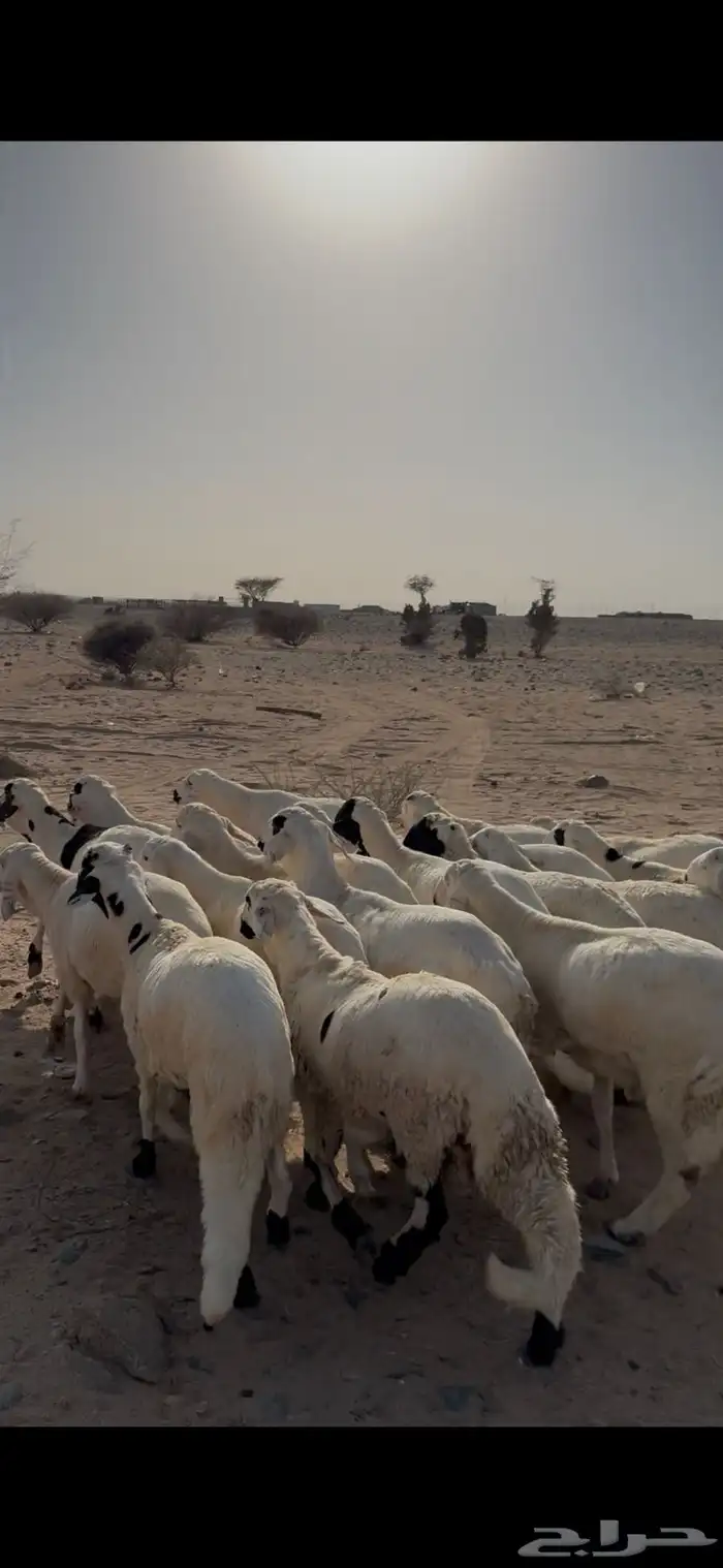 ينبع 1