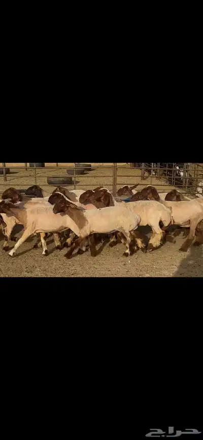جذعات نعيم دبس . 9