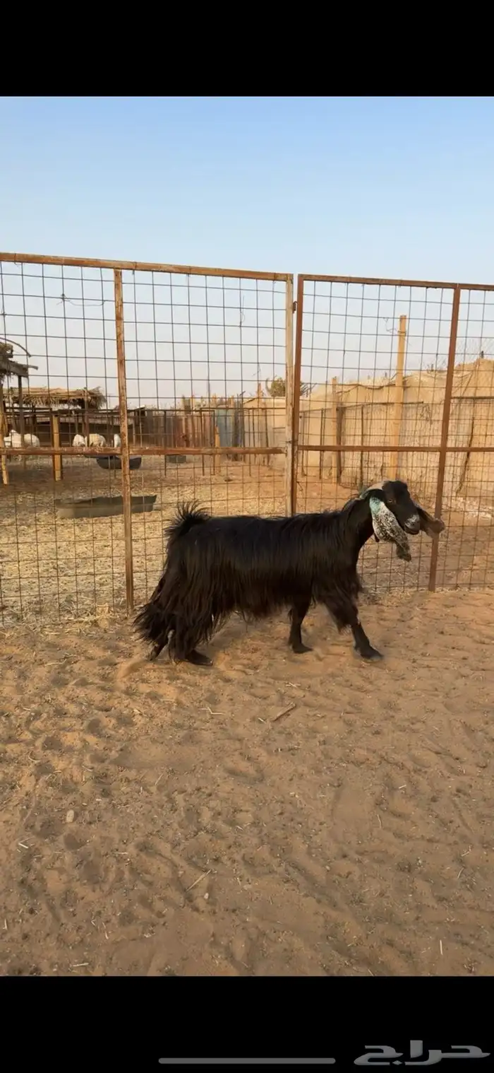 معزا دفيع تم البيع 4