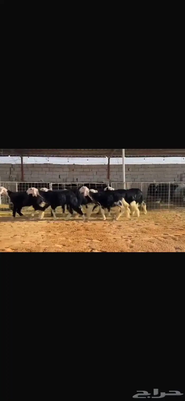 عرض رخل نجد 0