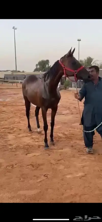 فرس شعبية حمراء معسوفة البيع لأعلى سومه 1