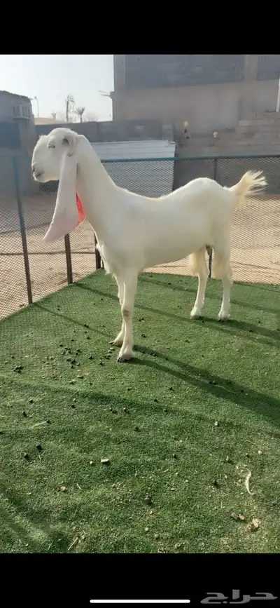 ماعز مطور وتيس مصري فاخر 1