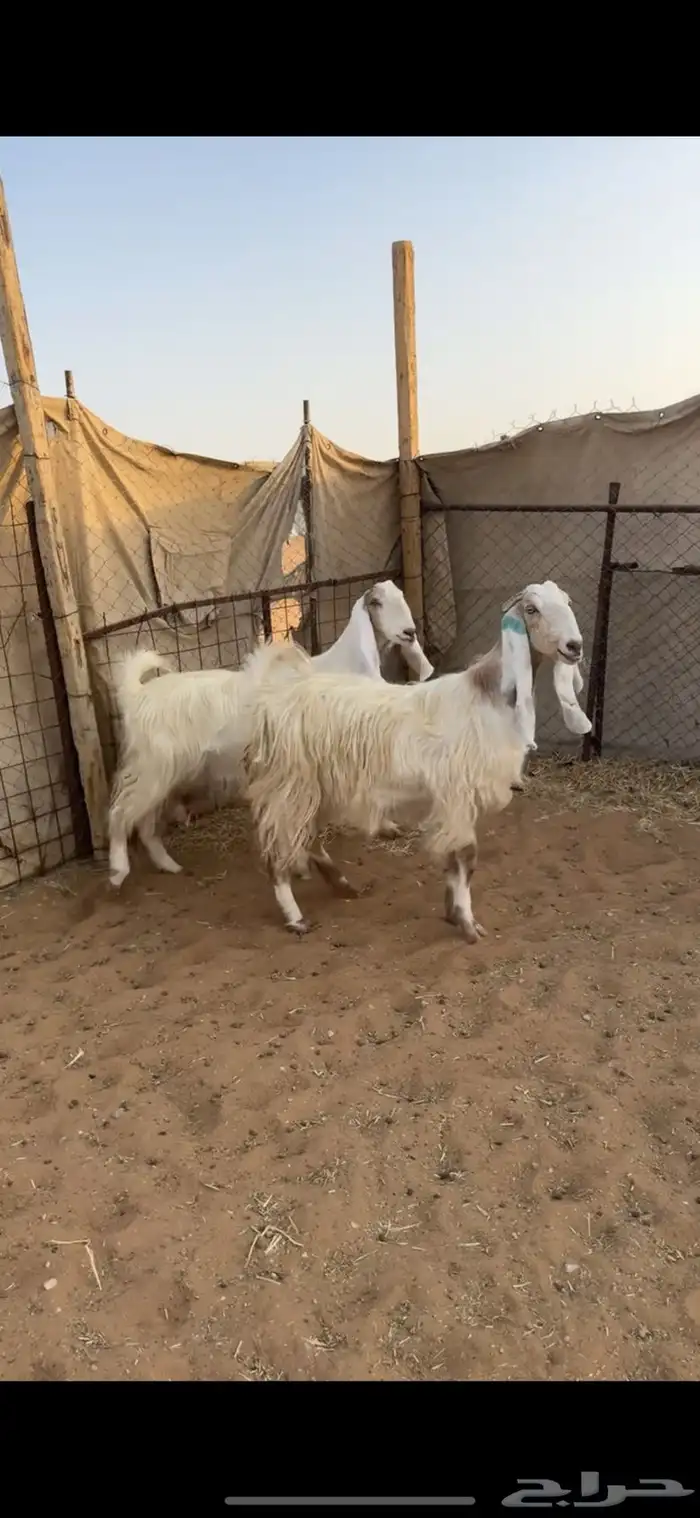 معزا دفيع تم البيع 1