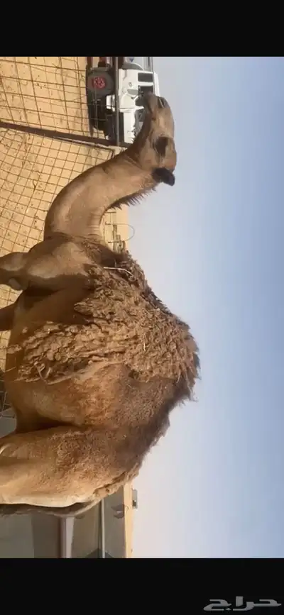 حشو قعدان للبيع 3