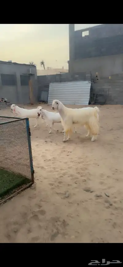 ماعز مطور وتيس مصري فاخر 9