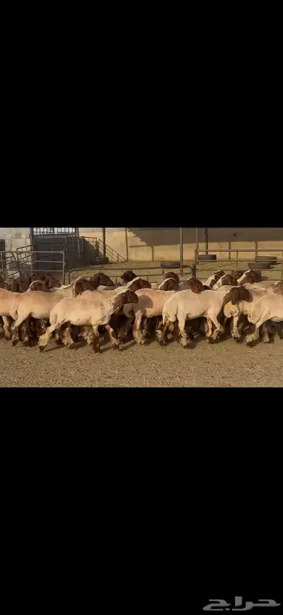جذعات نعيم دبس . 12